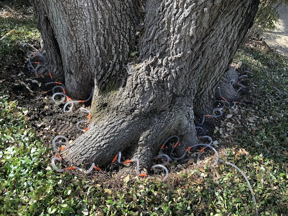 Detailed Tree Cabling and Bracing job site in West Newton