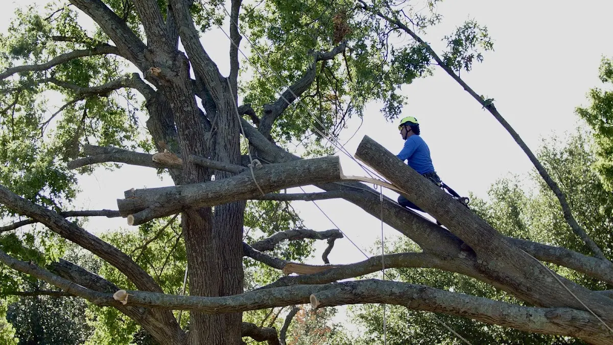 Professional Hazardous Tree Removal performed by certified arborists in West Newton