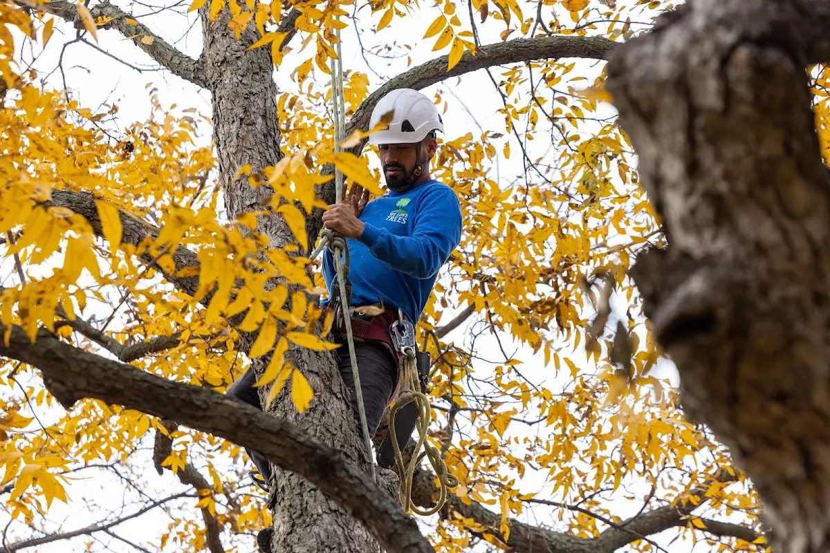 Skilled Dead Tree Removal crew working in West Newton